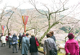 花見の写真